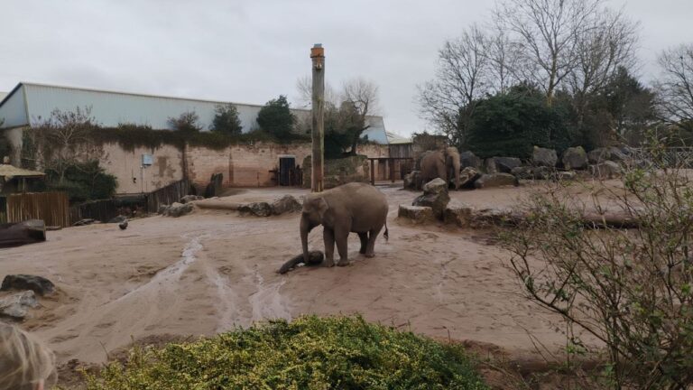 Elephant